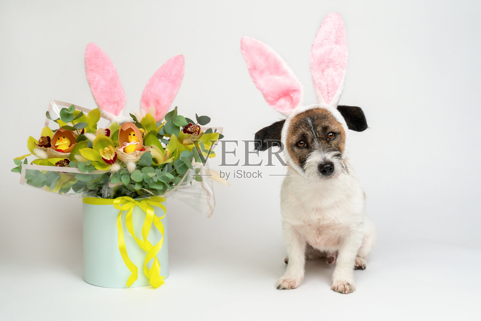 在白色的背景下，一只戴着兔耳朵的杰克罗素梗狗躺在复活节花束旁。复活节快乐概念照片摄影图片