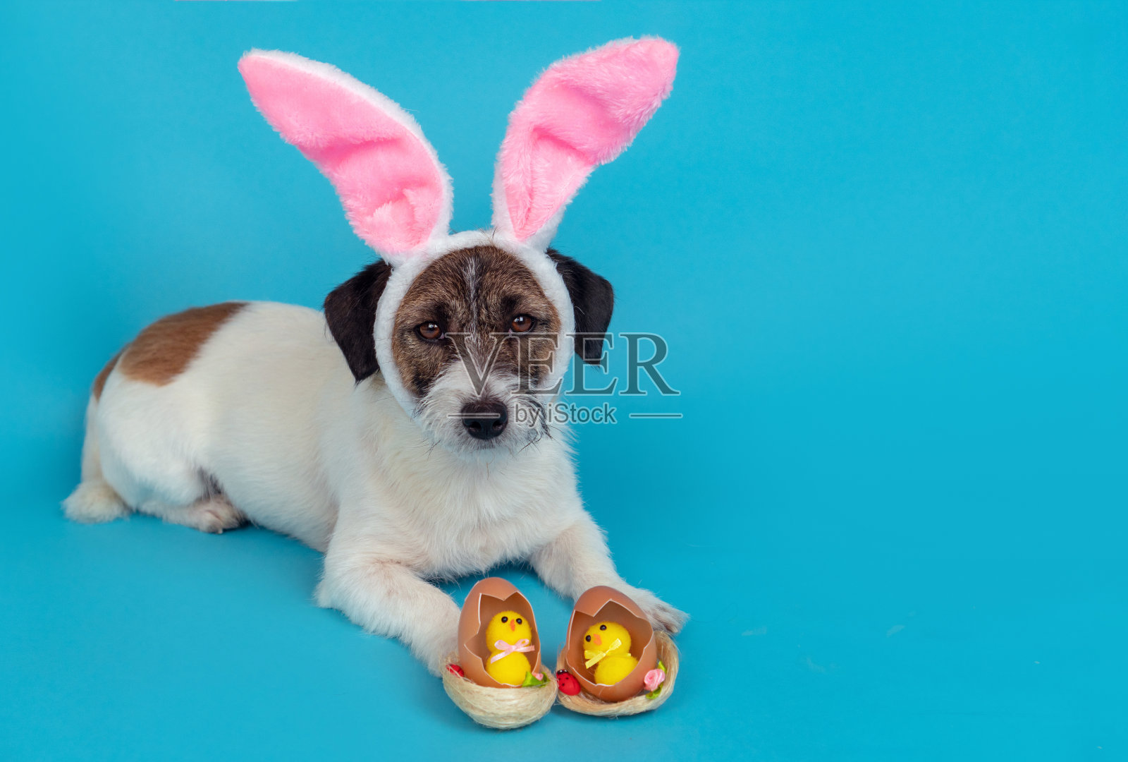 杰克罗素梗狗的兔子耳朵躺在复活节鸡旁边的鸡蛋在蓝色的背景上。复活节快乐概念照片摄影图片