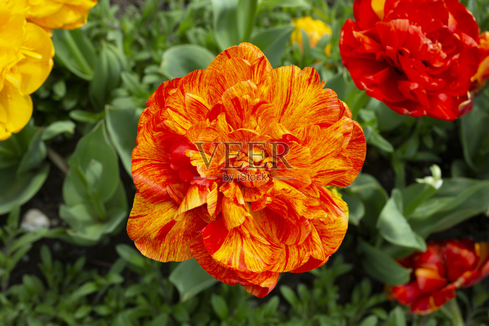 四月，阿珀尔多伦的郁金香双美人在一座花园里盛开照片摄影图片