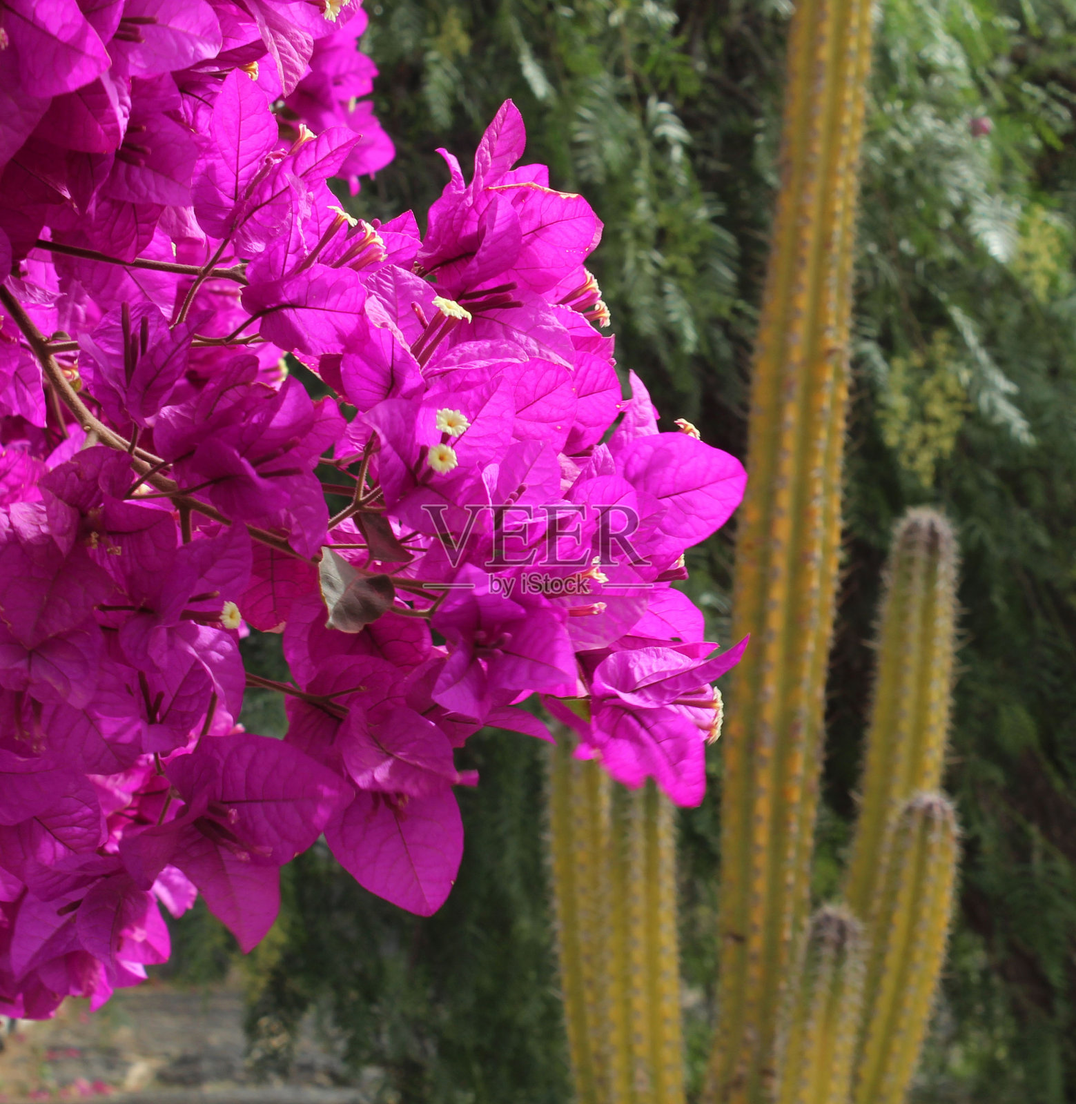 Bouganvillea和仙人掌照片摄影图片