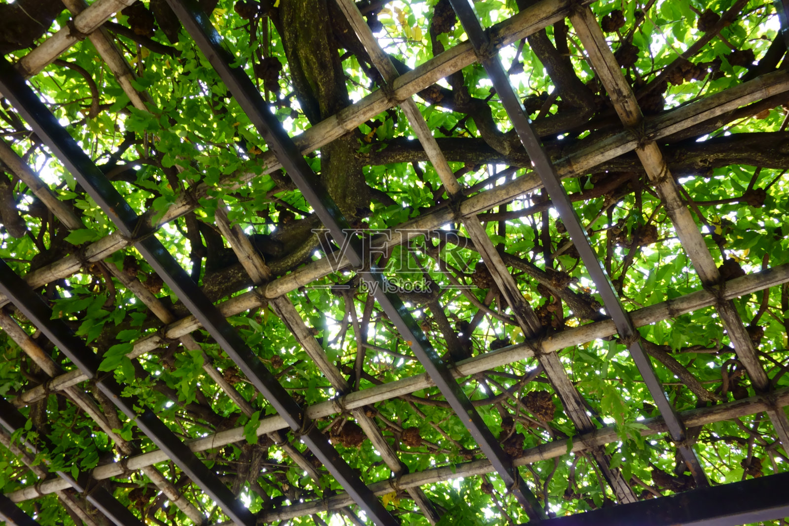 常春藤叶子给人一种清爽的感觉照片摄影图片