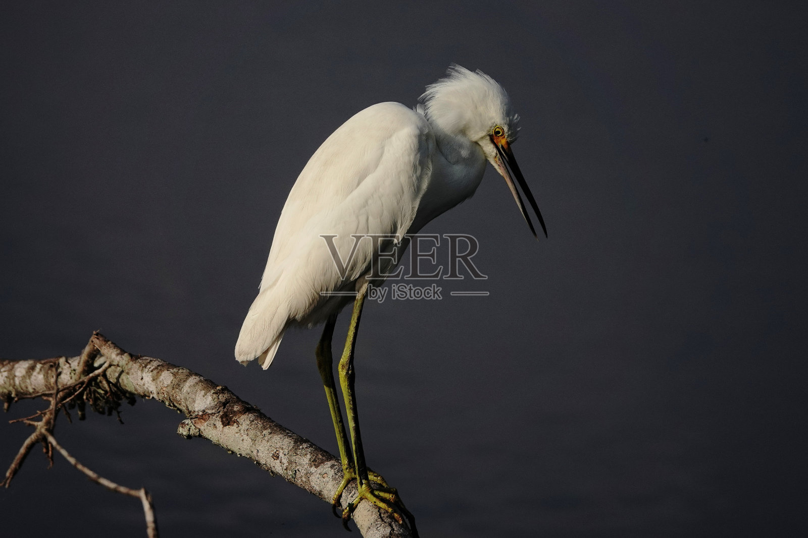 大白鹭照片摄影图片