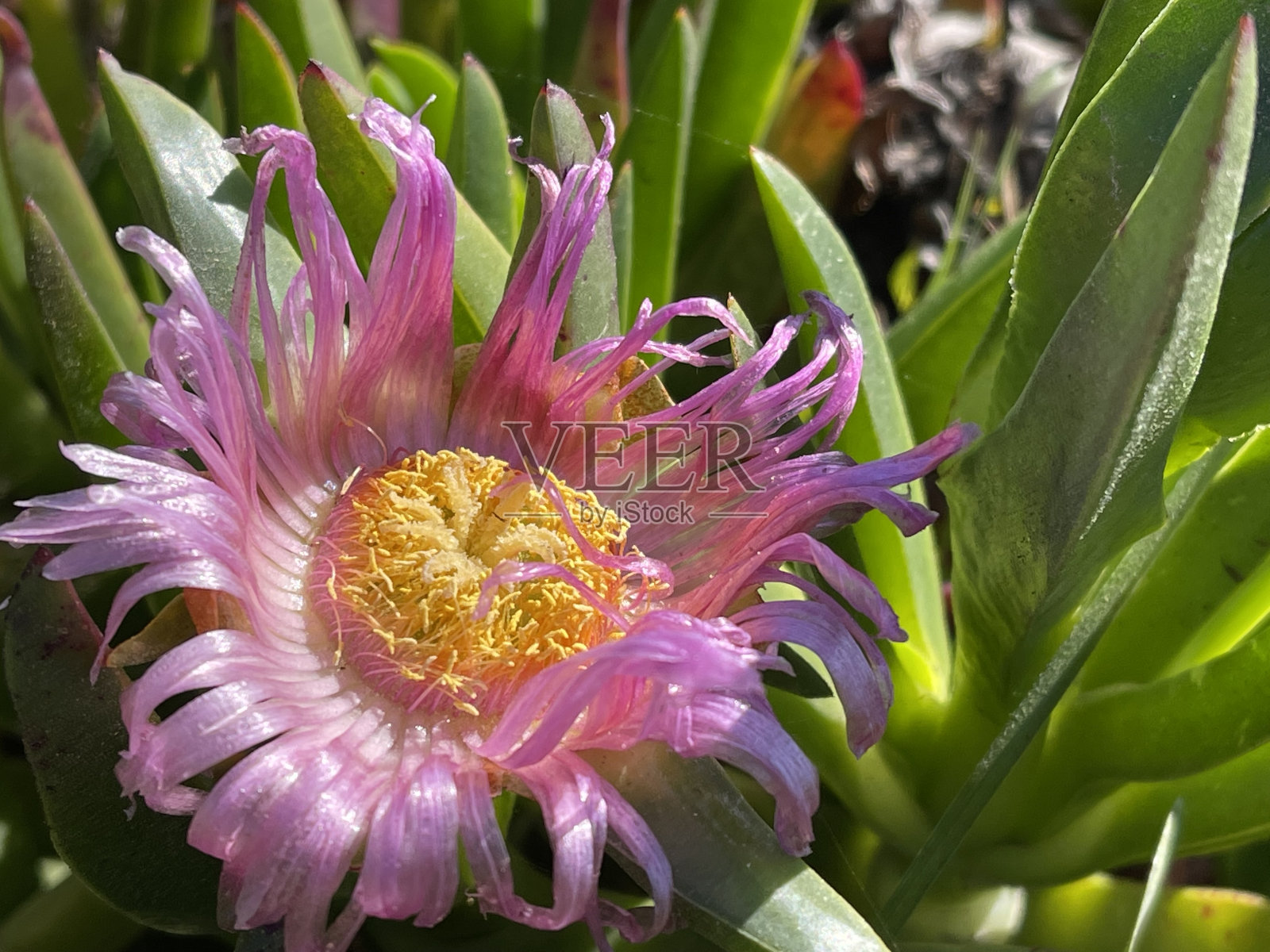 海边多汁的花照片摄影图片