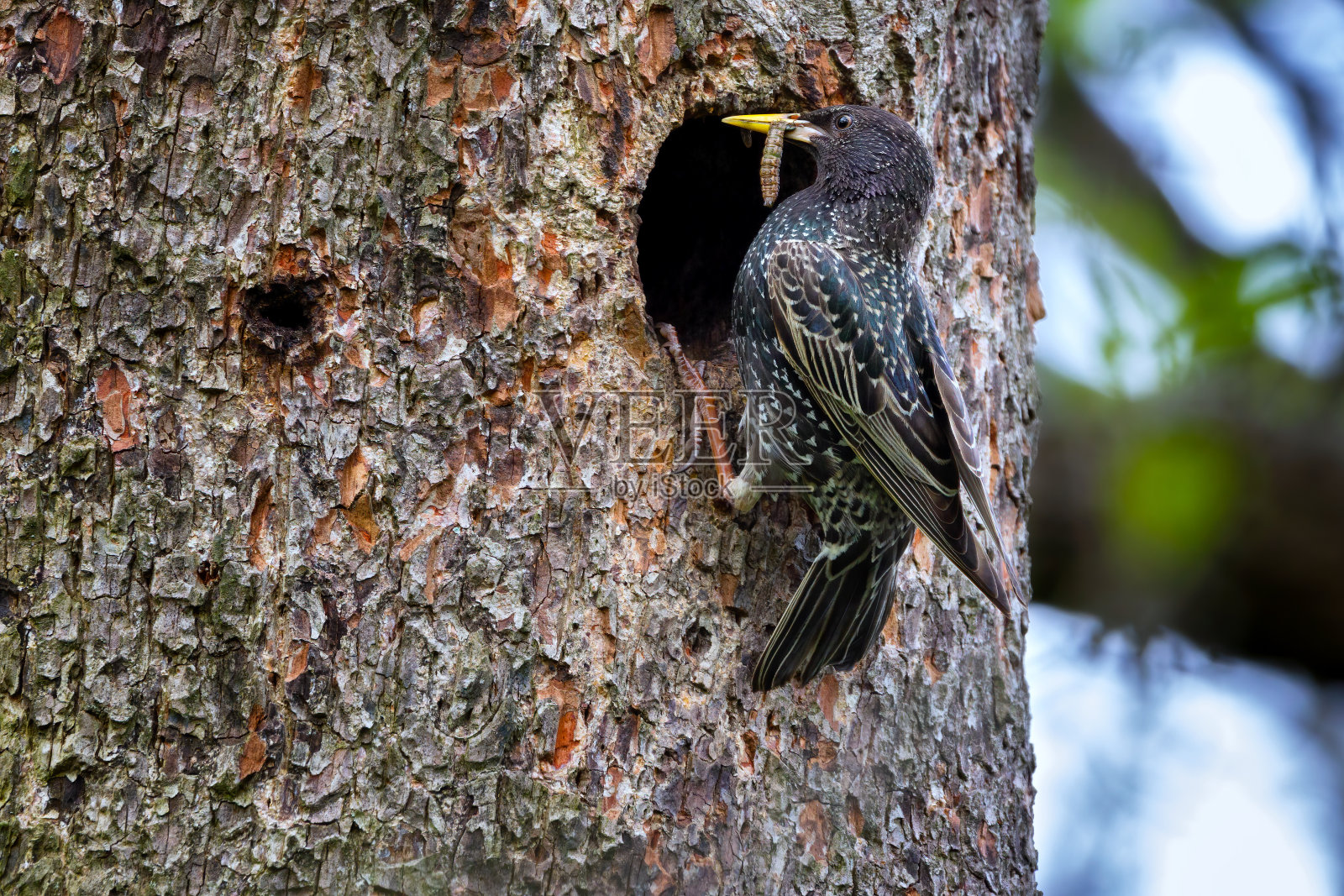 普通椋鸟或欧洲椋鸟-普通椋鸟照片摄影图片