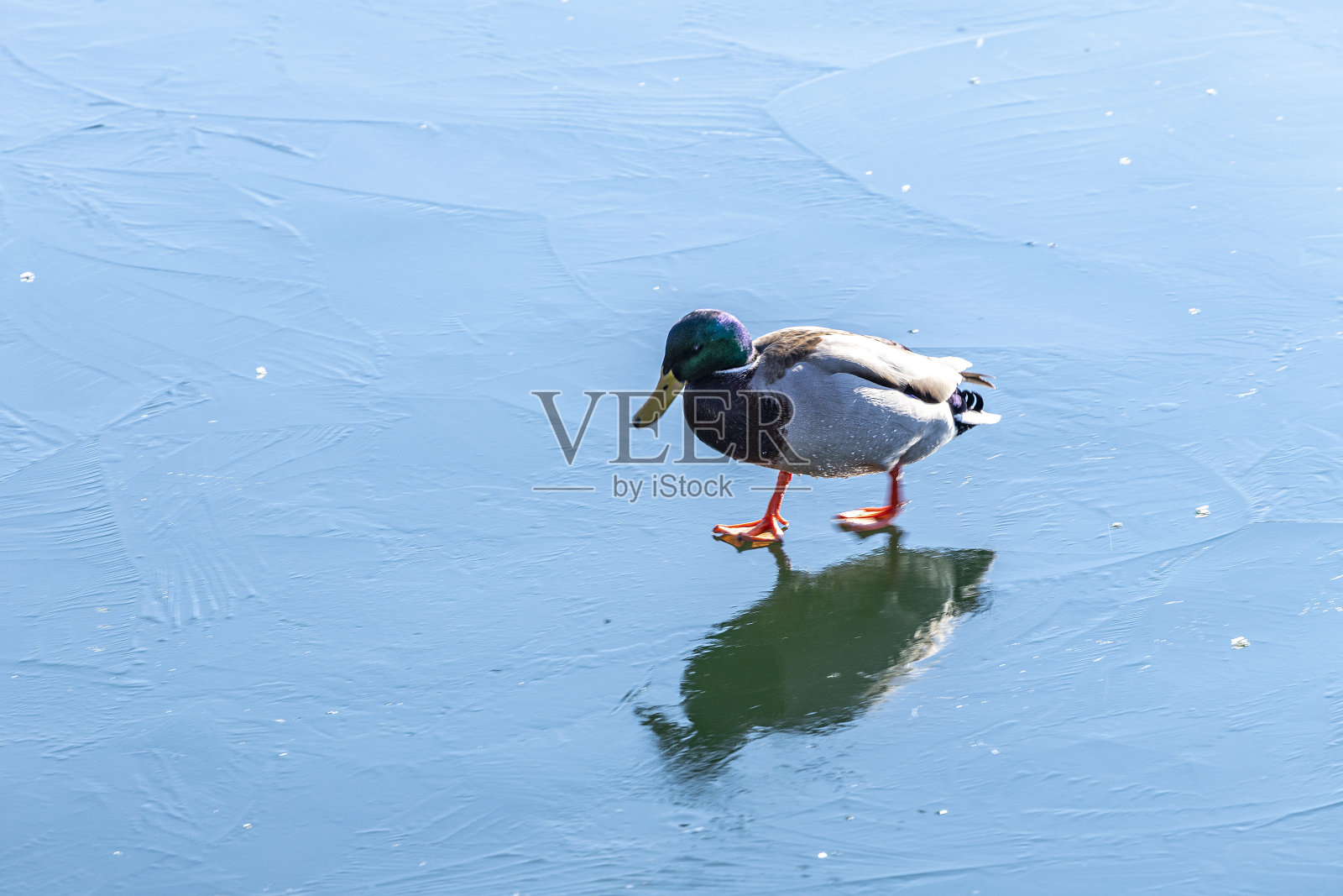 野鸭。照片摄影图片
