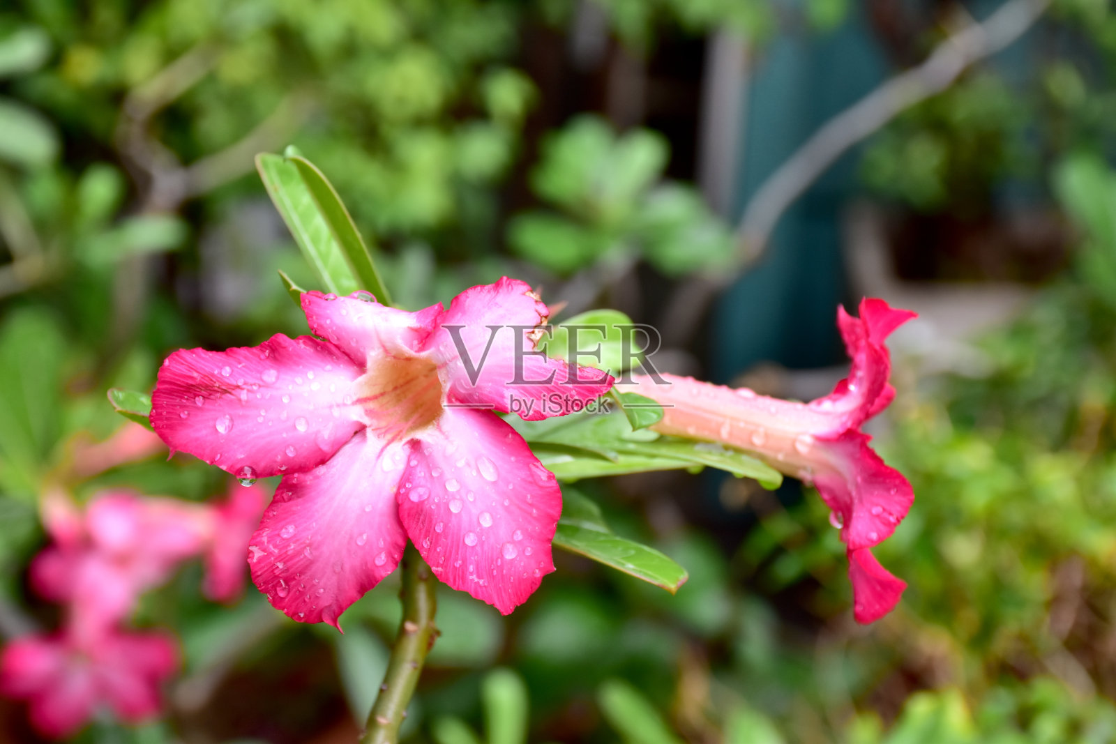 泰国花园中粉色花朵(腺花，鸡蛋花，鸡蛋花)的自然背景特写。照片摄影图片