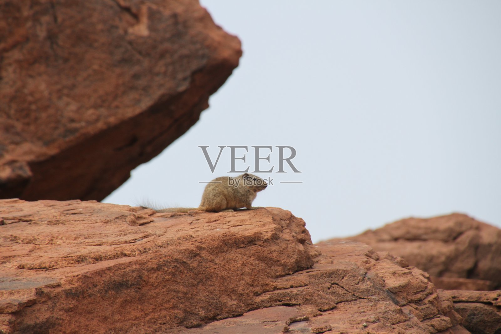 裙子Dassie照片摄影图片