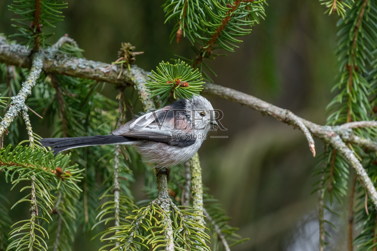 长尾山雀照片摄影图片