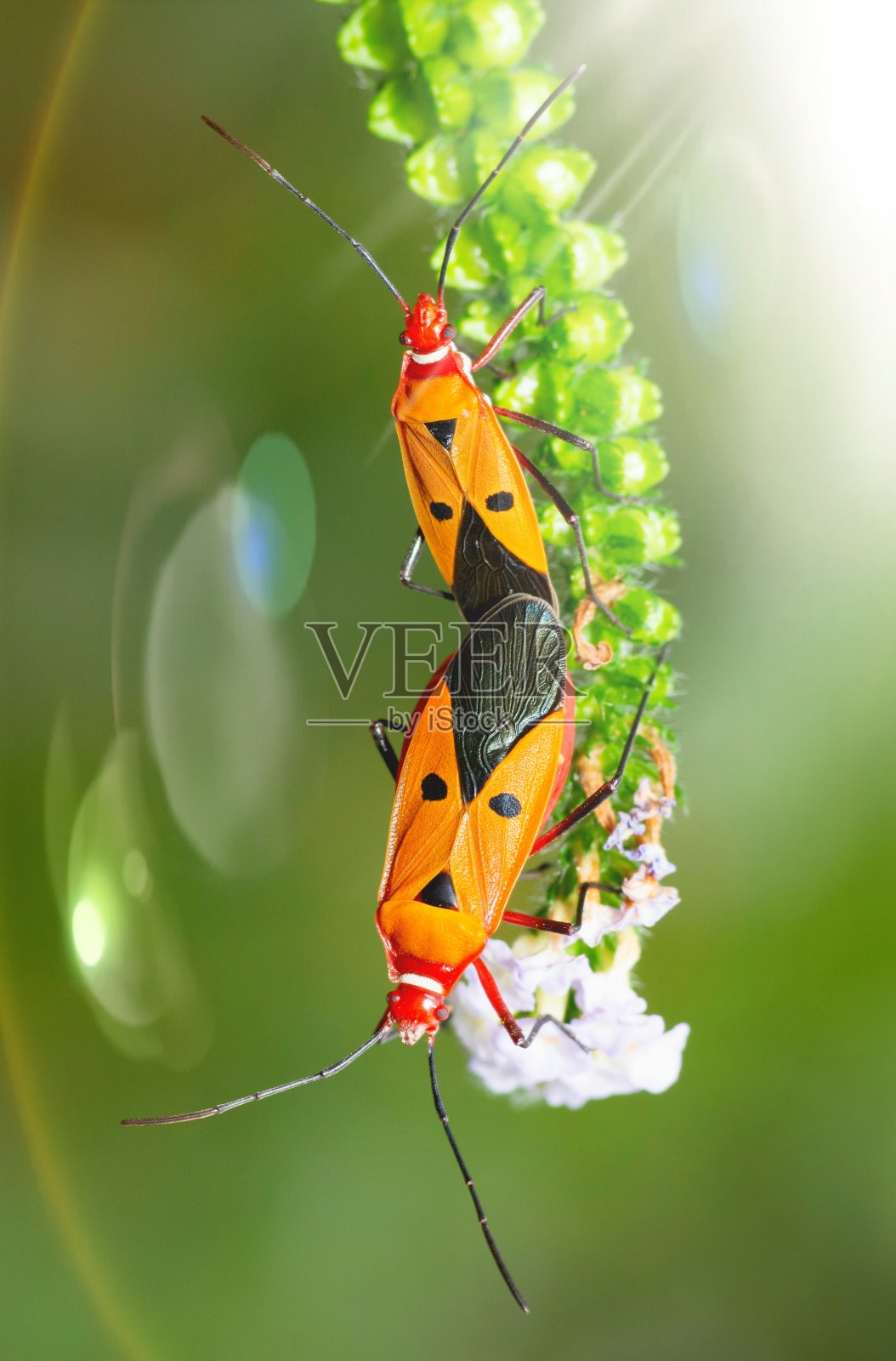 交配红棉虫在曲线白花枝-动物行为。照片摄影图片