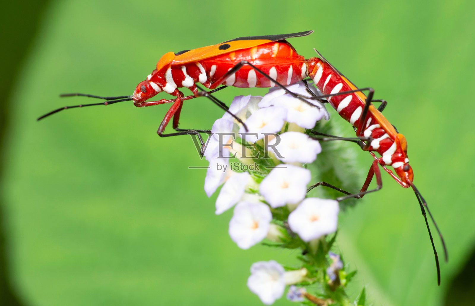 交配红棉虫在曲线白花枝-动物行为。照片摄影图片