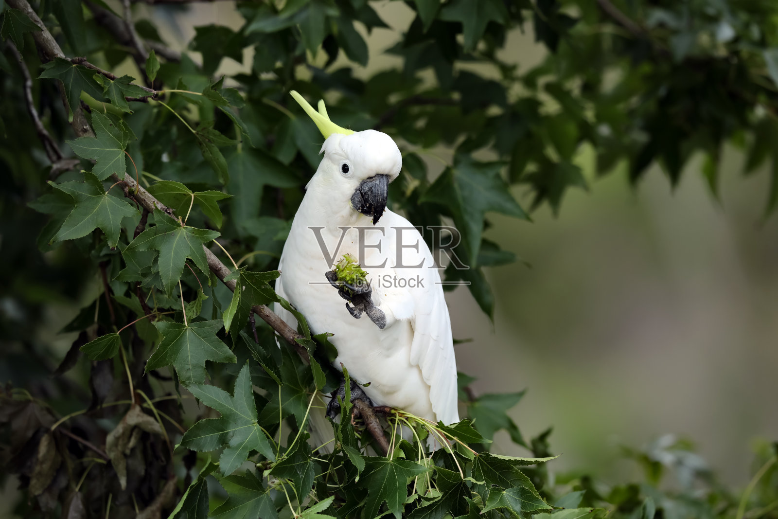 Sulphur-crested风头鹦鹉照片摄影图片