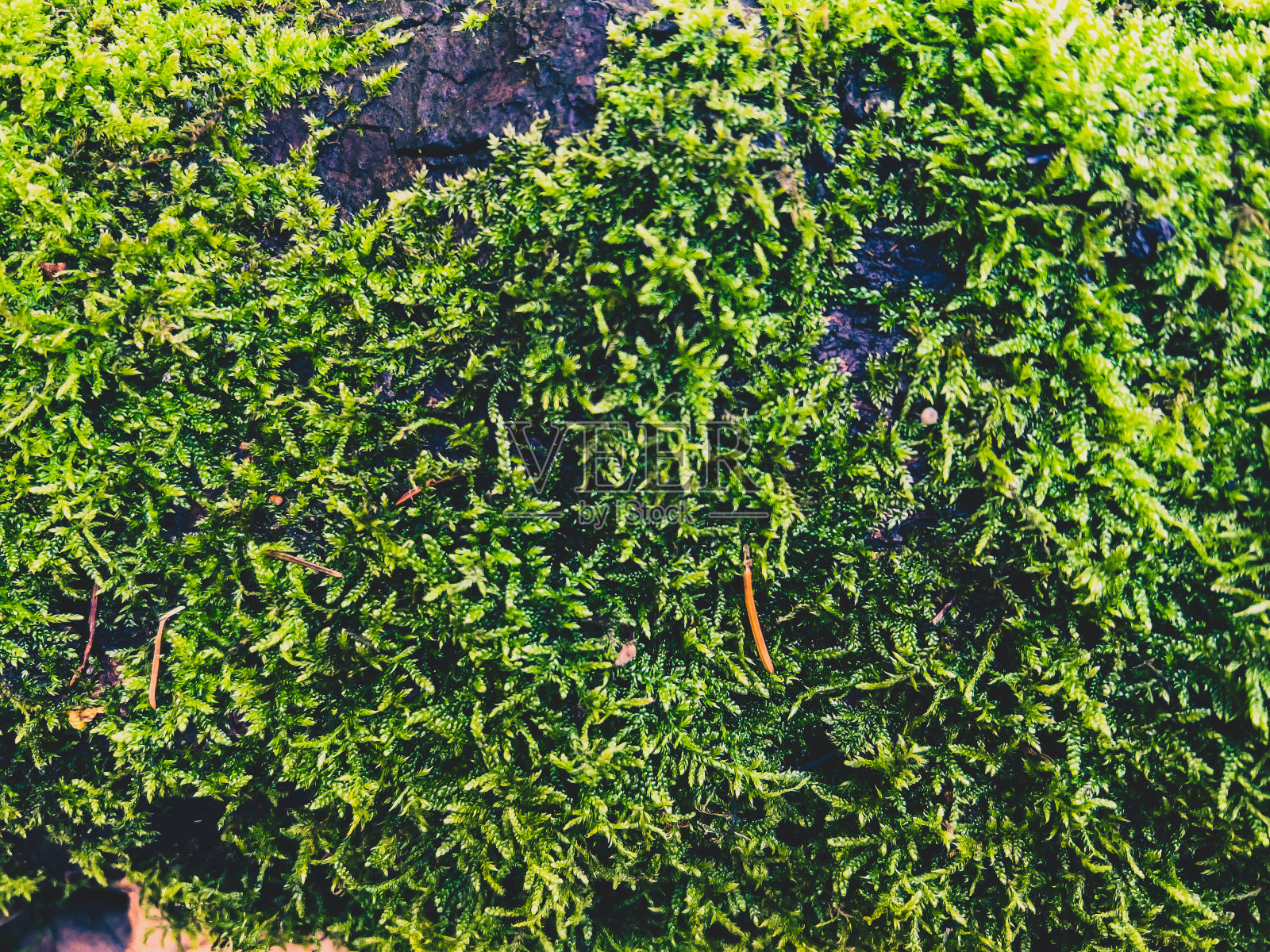 绿色苔藓的纹理或背景。照片摄影图片