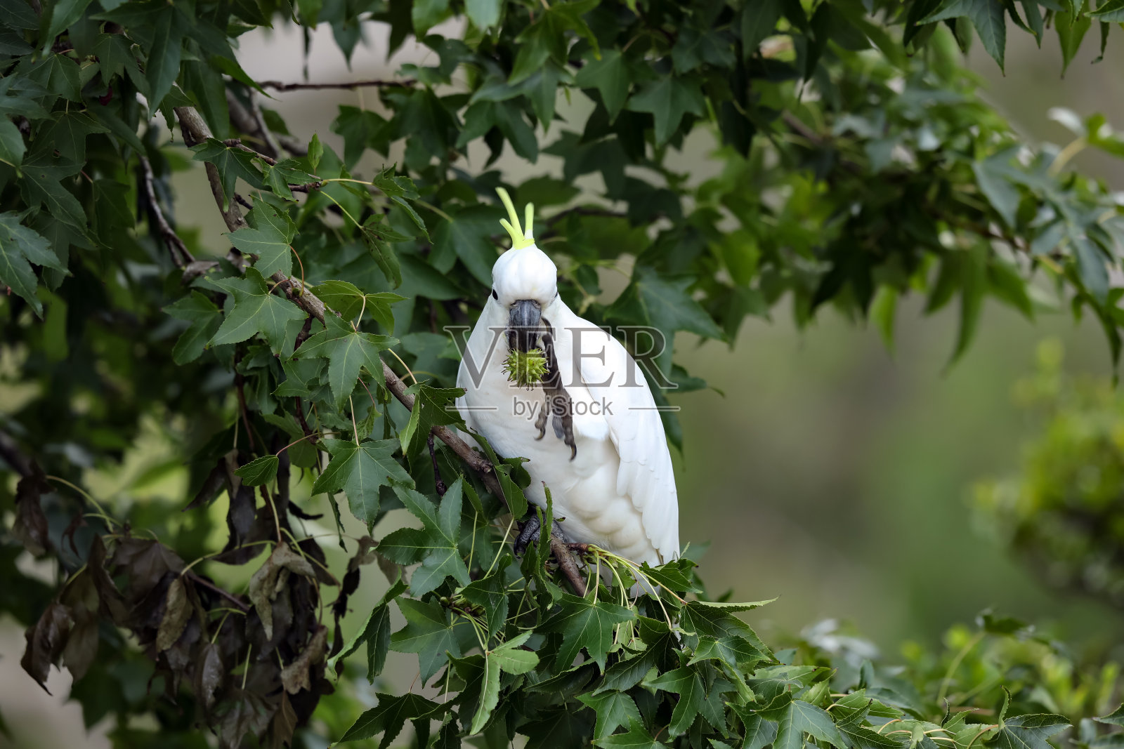 Sulphur-crested风头鹦鹉照片摄影图片