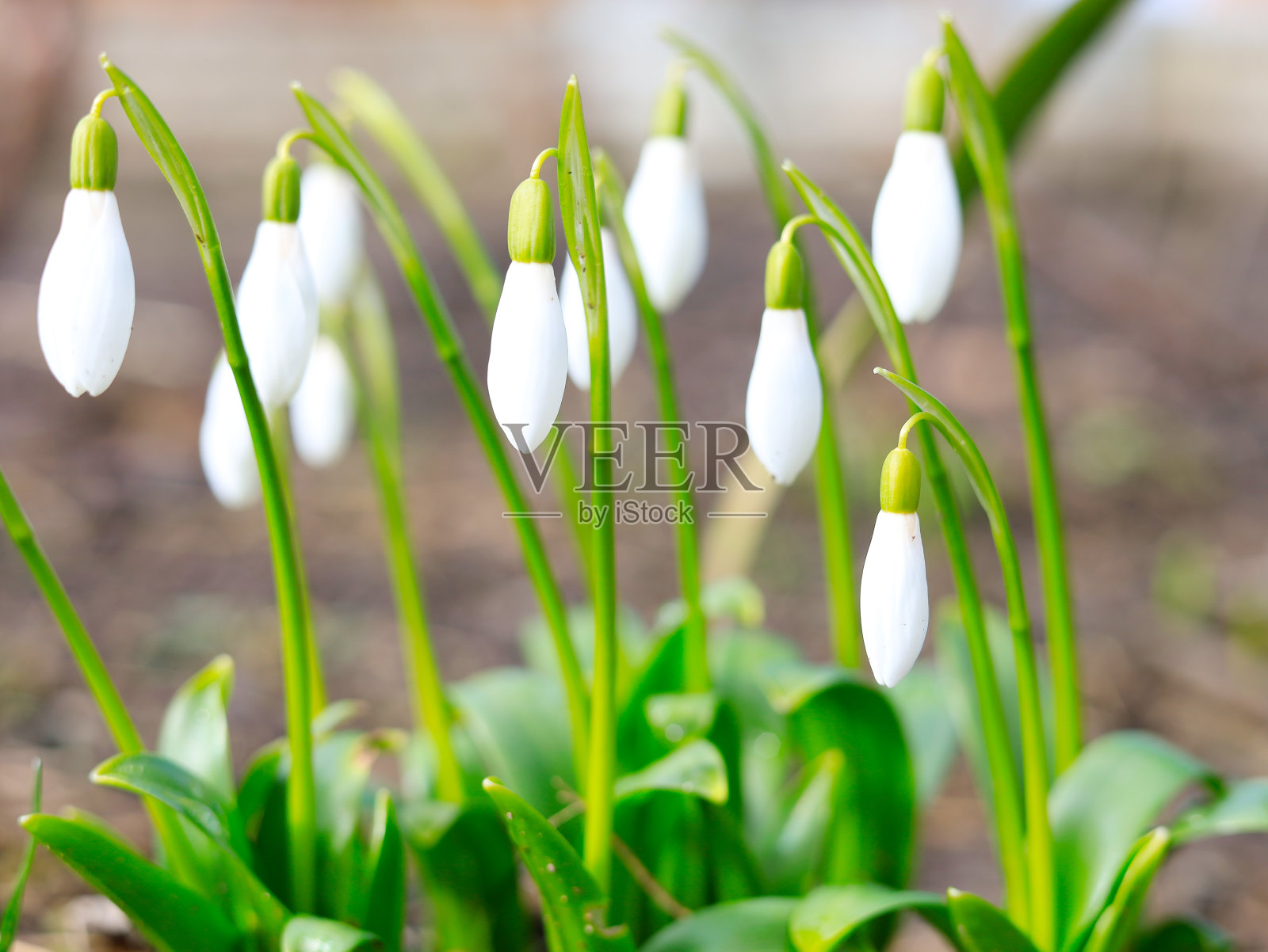 白色的花、雪花莲和绿色的草的特写，浅色的背景照片摄影图片