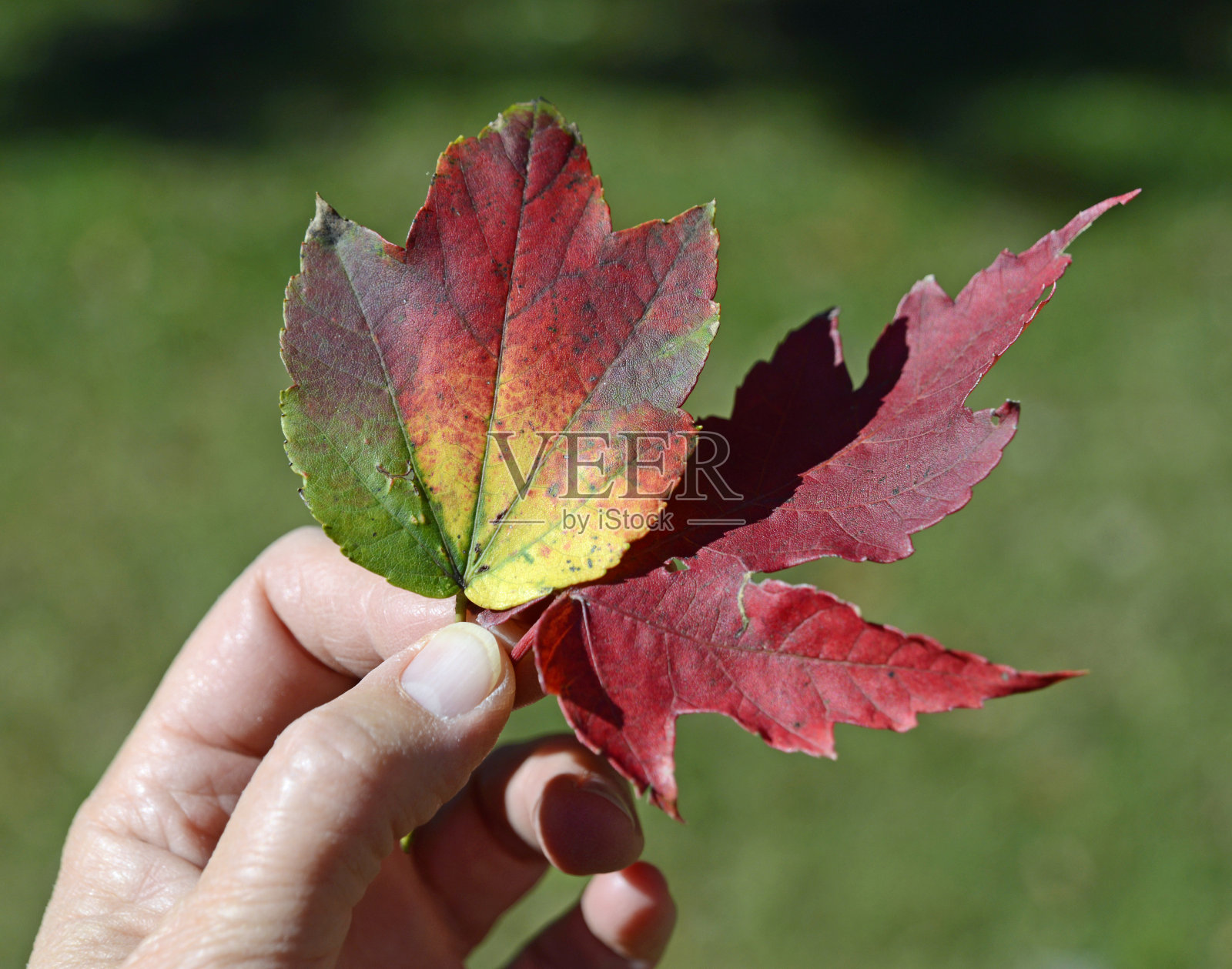 手里握着两片枫叶照片摄影图片