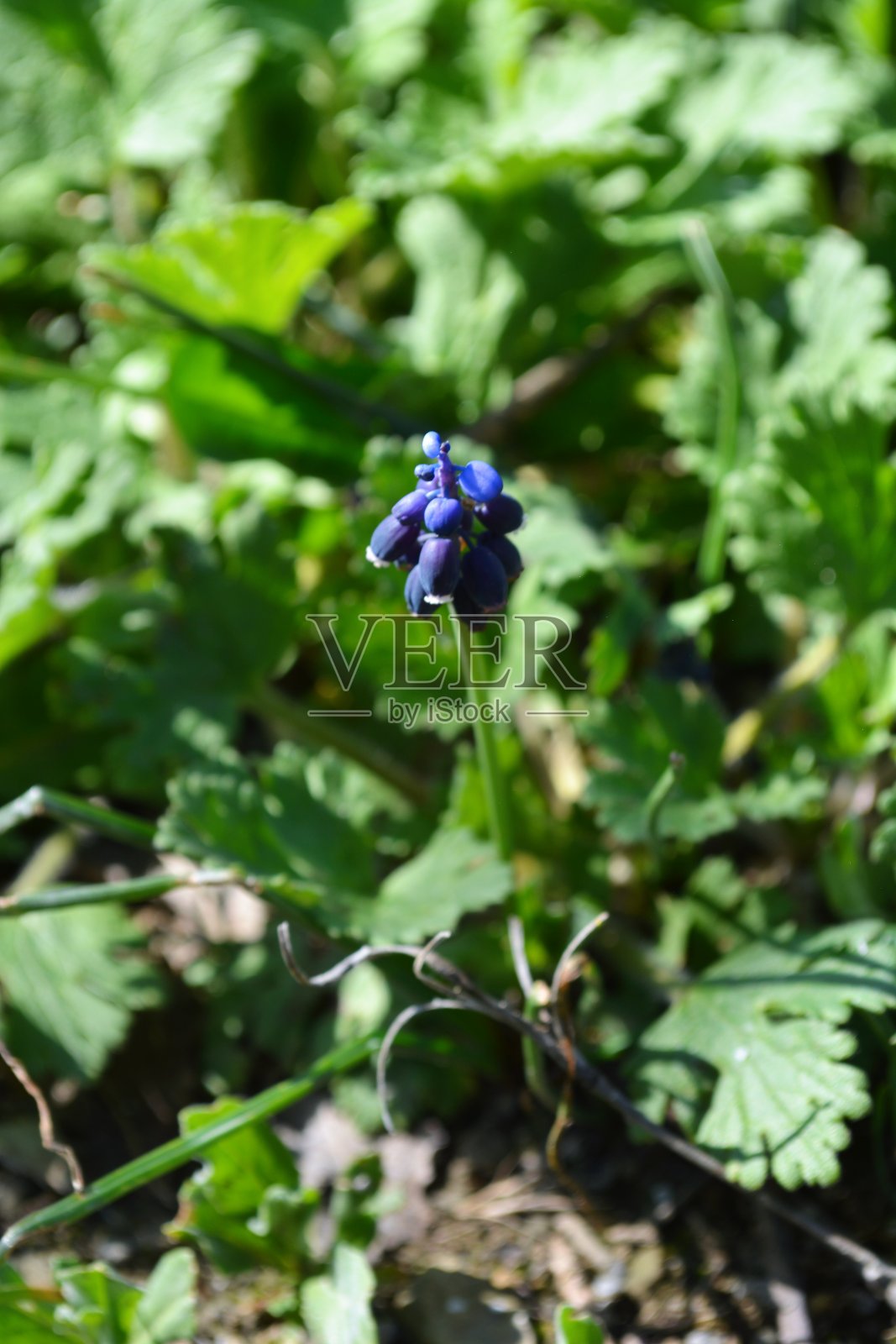 葡萄风信子照片摄影图片