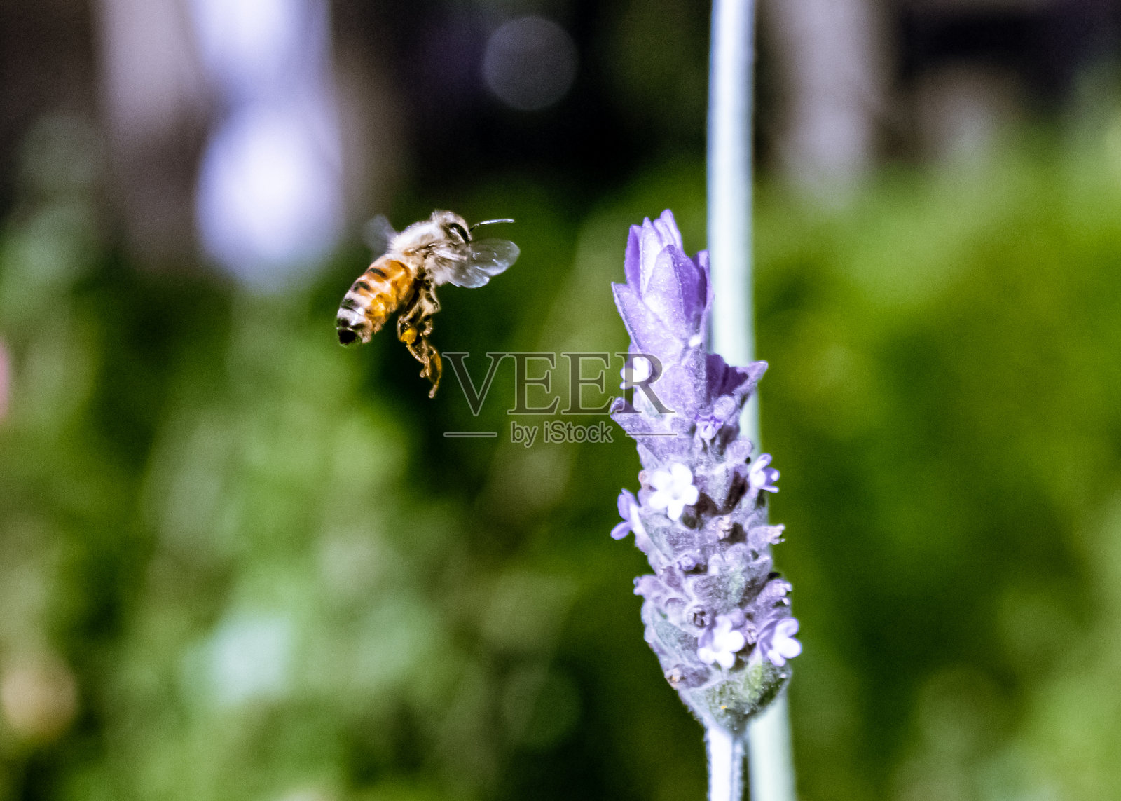 蜜蜂接近薰衣草照片摄影图片