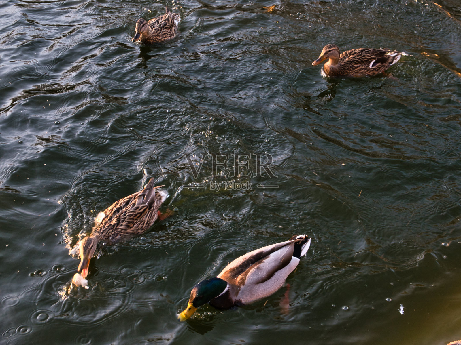 阿拉米达公园湖里的鸭子。照片摄影图片