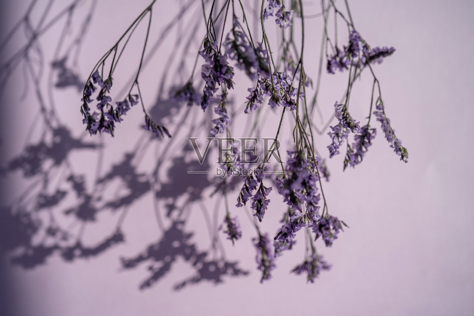 紫色背景上的紫色薰衣草花。照片摄影图片