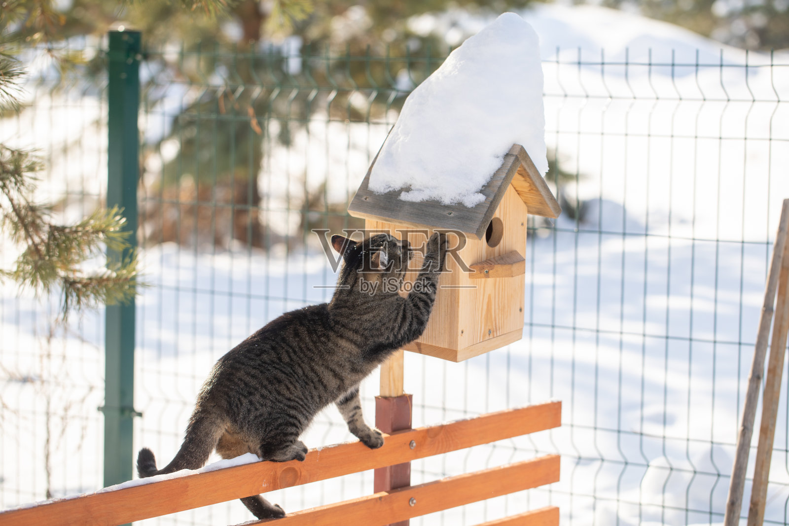 猫在鸟舍旁等着。小猫观察着，等待着，捕猎着鸟儿。乡村户外设置自制的乡村鸟舍照片摄影图片