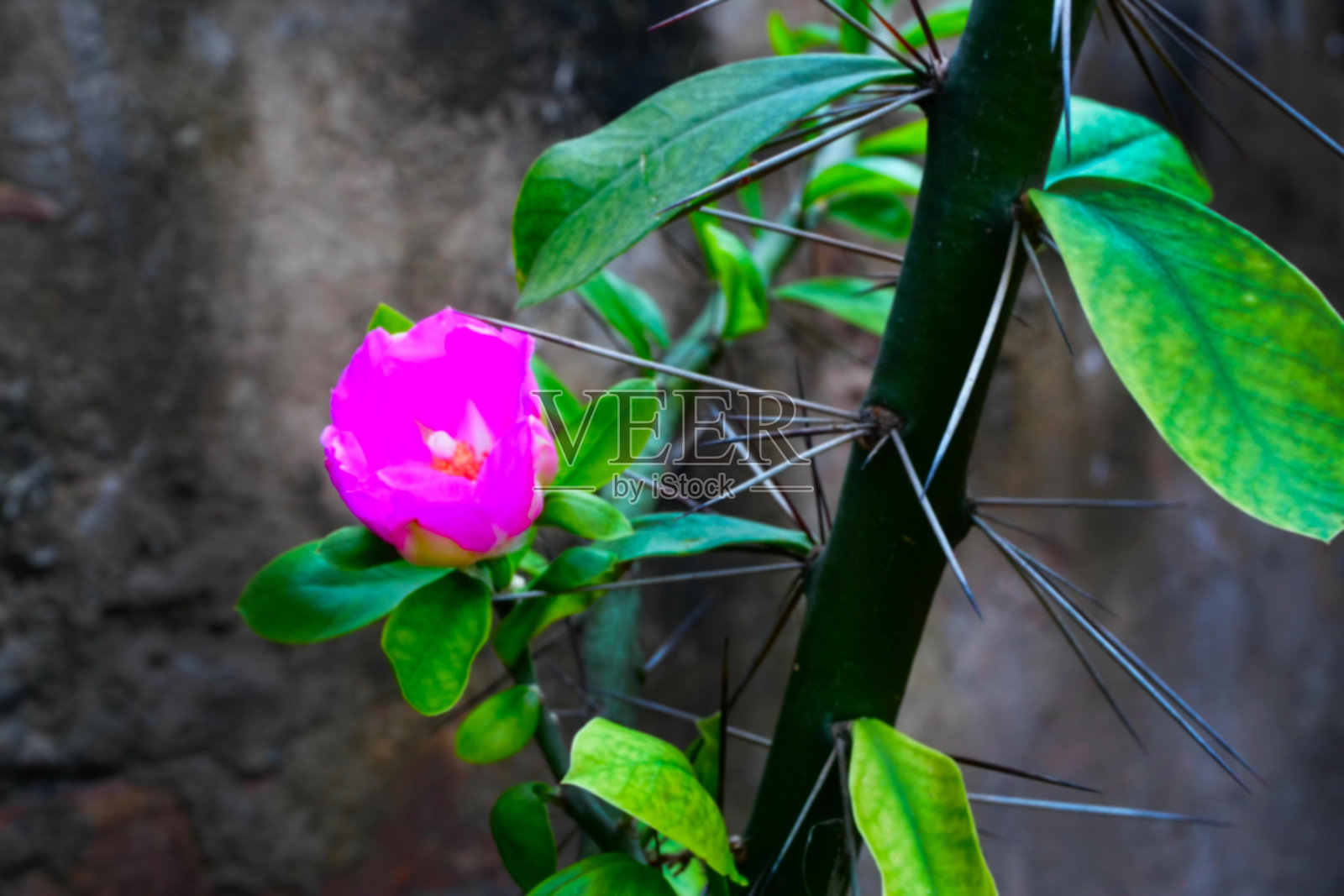 模糊图像的紫仙人掌花生长在一个花园，Howrah，西孟加拉邦，印度照片摄影图片