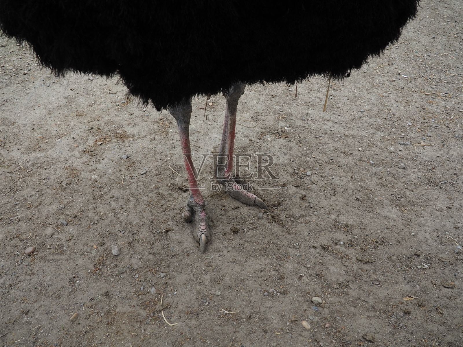 2021年4月25日，塞尔维亚贝尔格莱德。非洲鸵鸟的腿。现代最大的鸟类。驼鸟是驼鸟科的一种不会飞的鼠形鸟。照片摄影图片