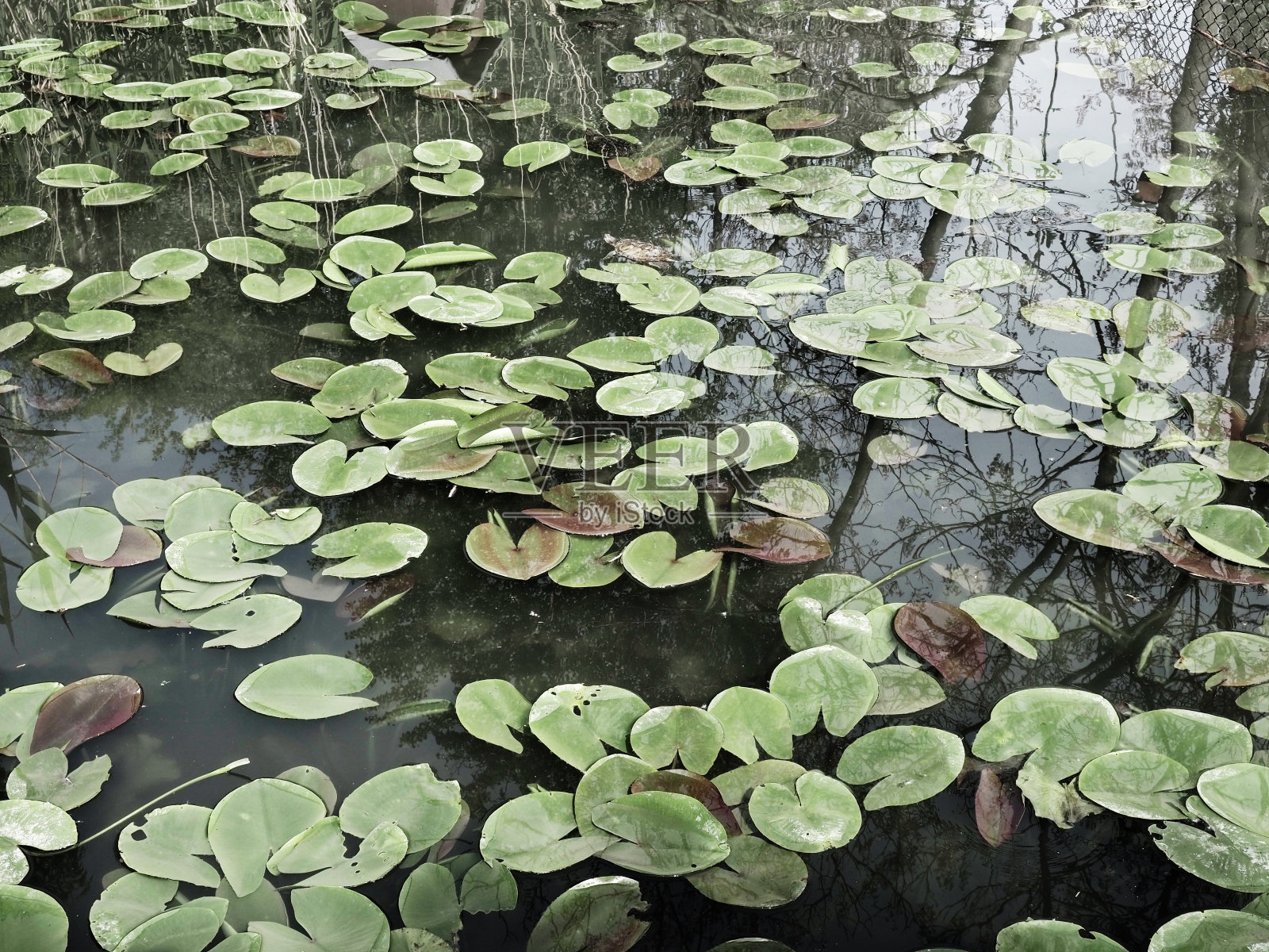 睡莲的叶子，被称为睡莲的叶子。水塘或沼泽表面水生植物的大而有裂缝的黄色叶子。睡莲属睡莲科-开花植物的科照片摄影图片
