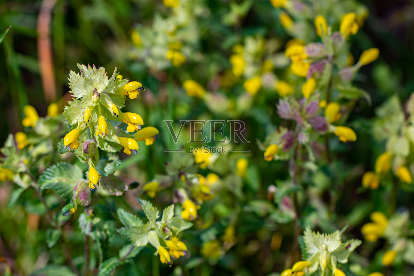 冰川鼻花在草地上开花照片摄影图片
