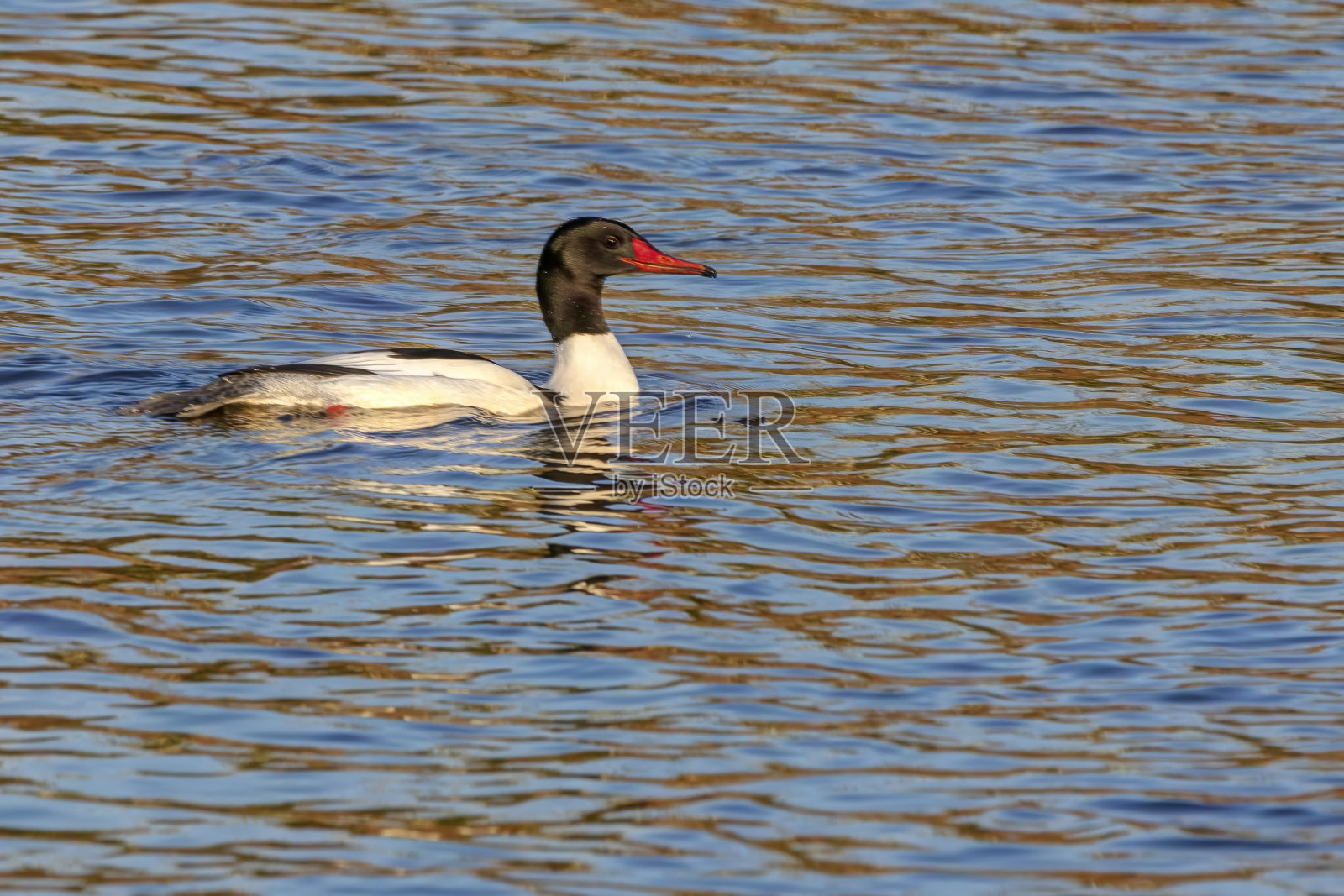 加拿大不列颠哥伦比亚省的普通秋沙鸭照片摄影图片
