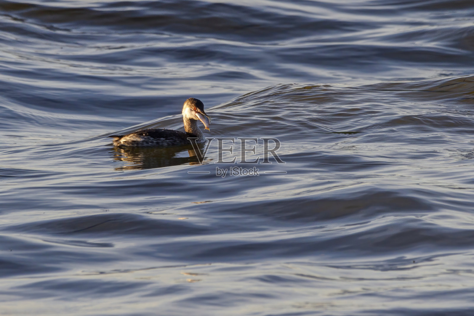 日落时分，在伯纳比湖捕到鱼的斑嘴巨鸊鷉照片摄影图片