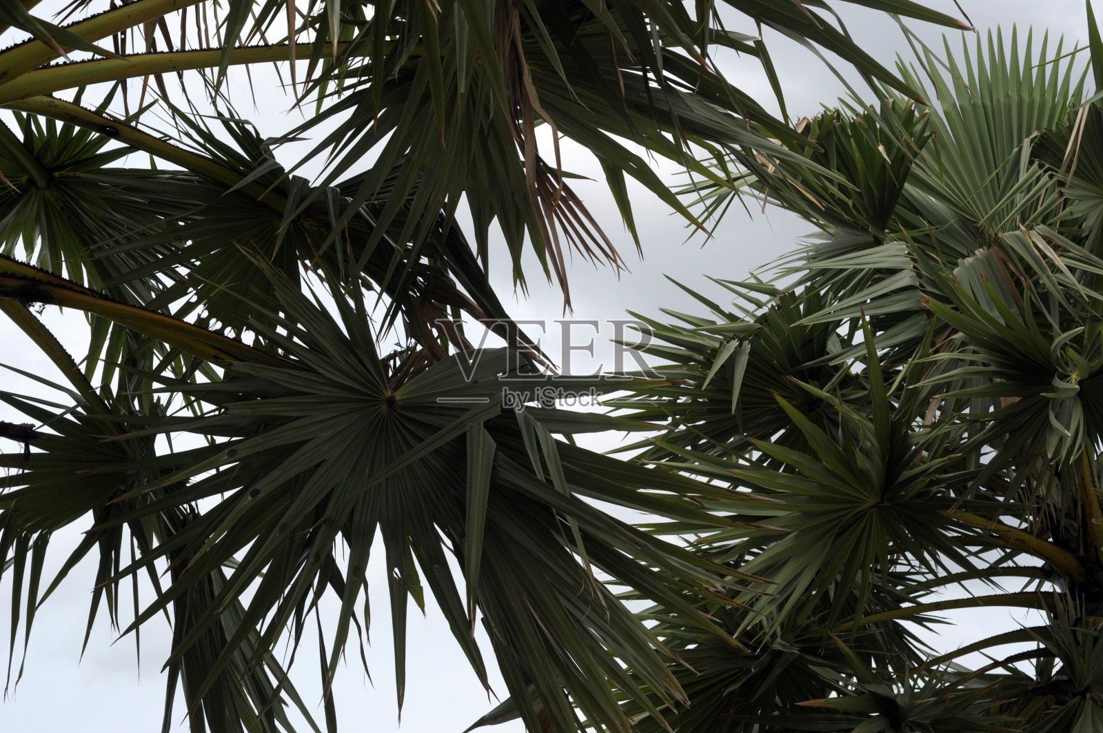 棕榈树照片摄影图片