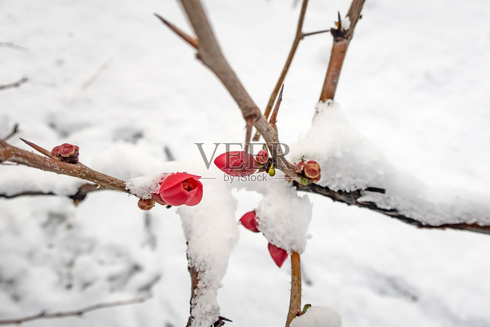 春天花下雪，冬天季节照片摄影图片