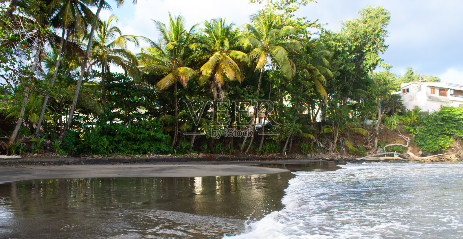 瓜德罗普岛海滩上的椰子和棕榈树。黑沙滩照片摄影图片