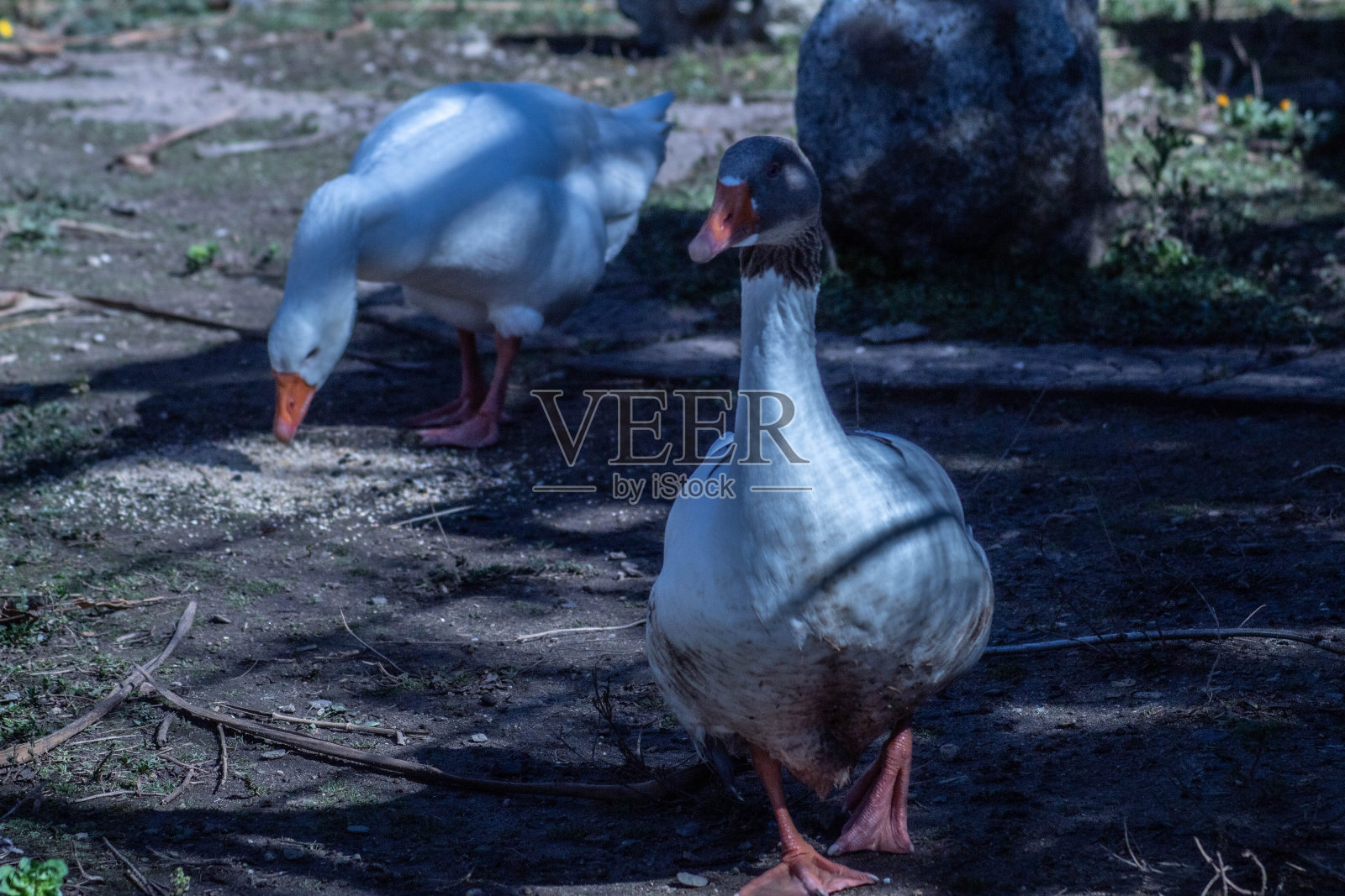 鸭照片摄影图片