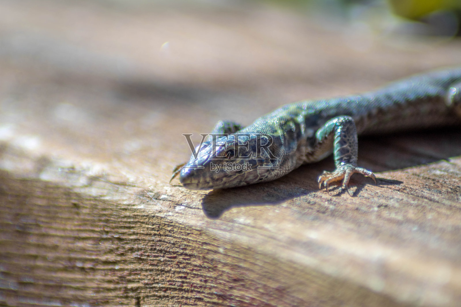 蜥蜴照片摄影图片