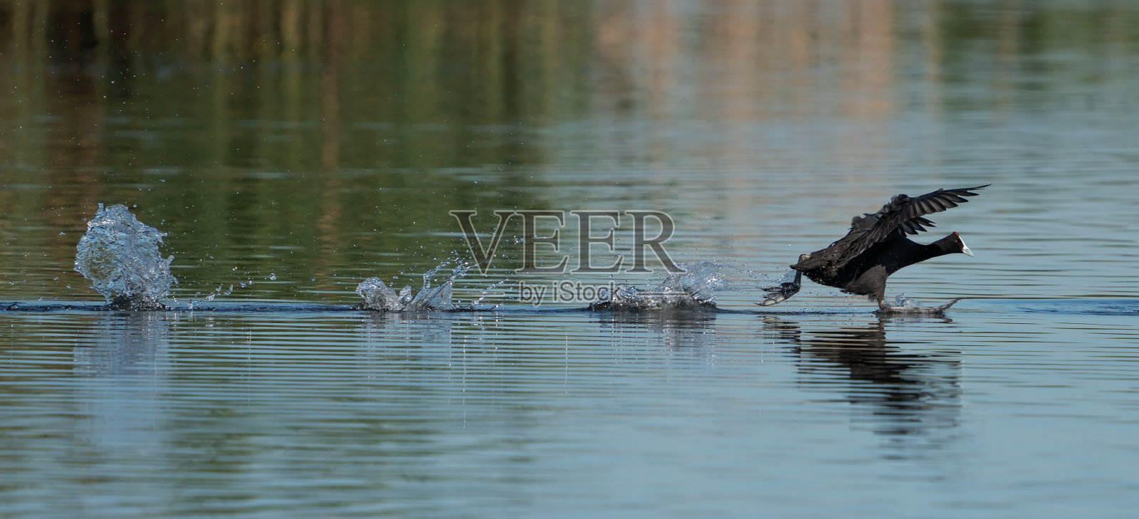 红颈白骨顶在水面上奔跑照片摄影图片