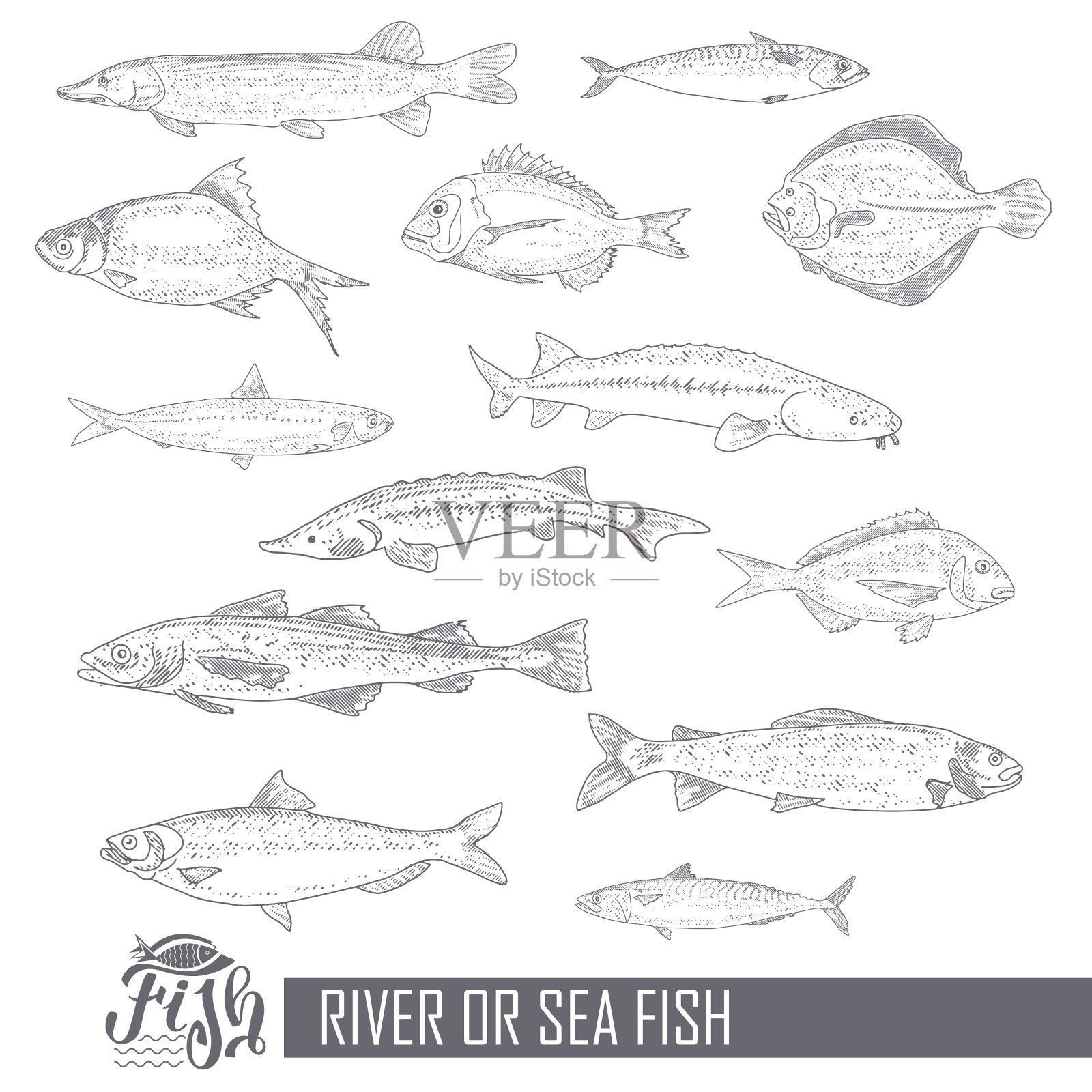 一组复古风格的鱼插画图片素材