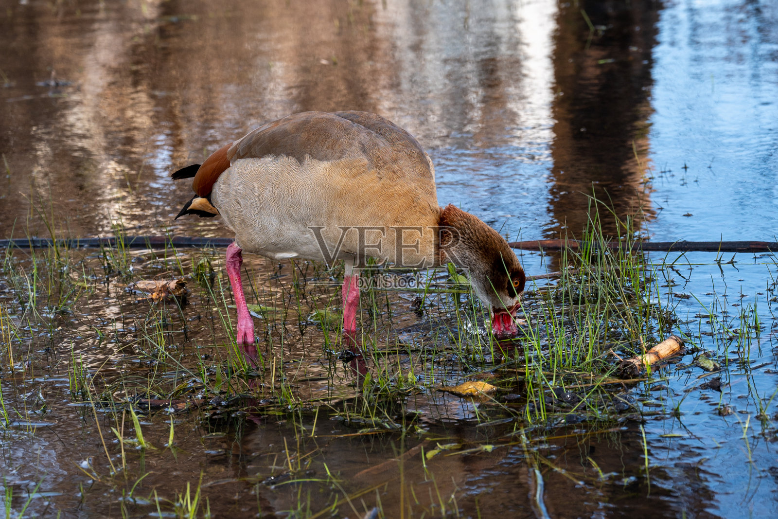 美丽的埃及鹅，鸭子，飞到内坦亚的冬湖照片摄影图片