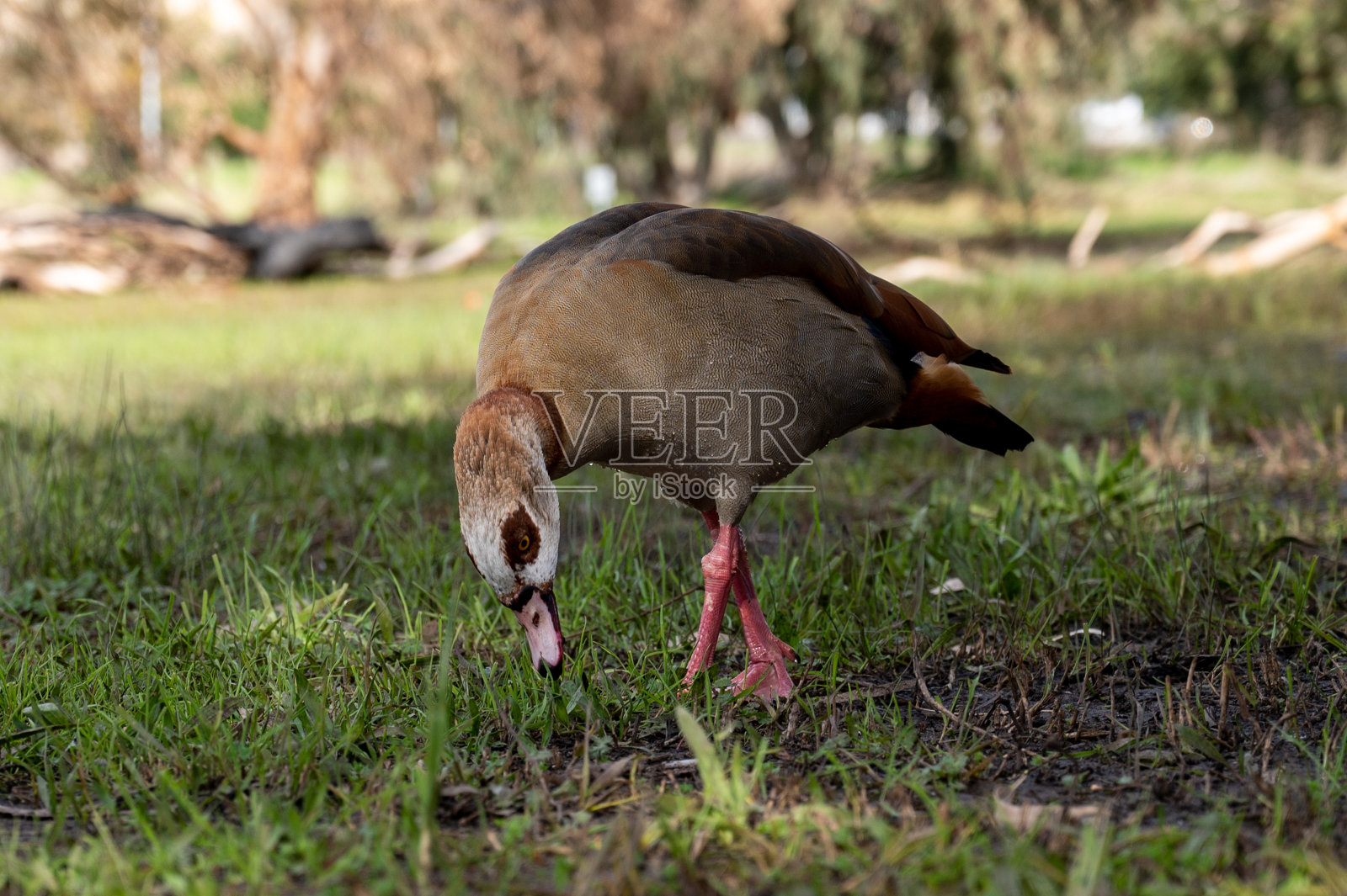 美丽的埃及鹅，鸭子，飞到内坦亚的冬湖照片摄影图片