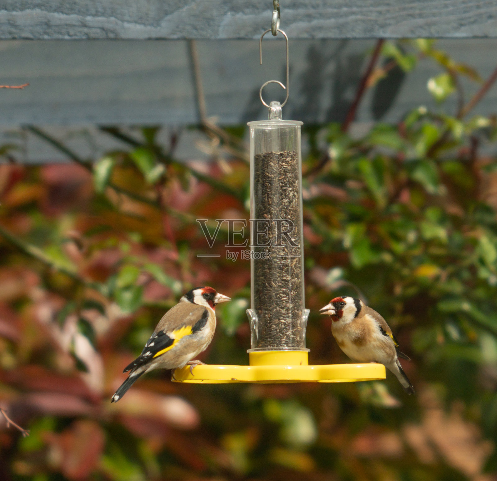 金翅雀在花园里觅食照片摄影图片