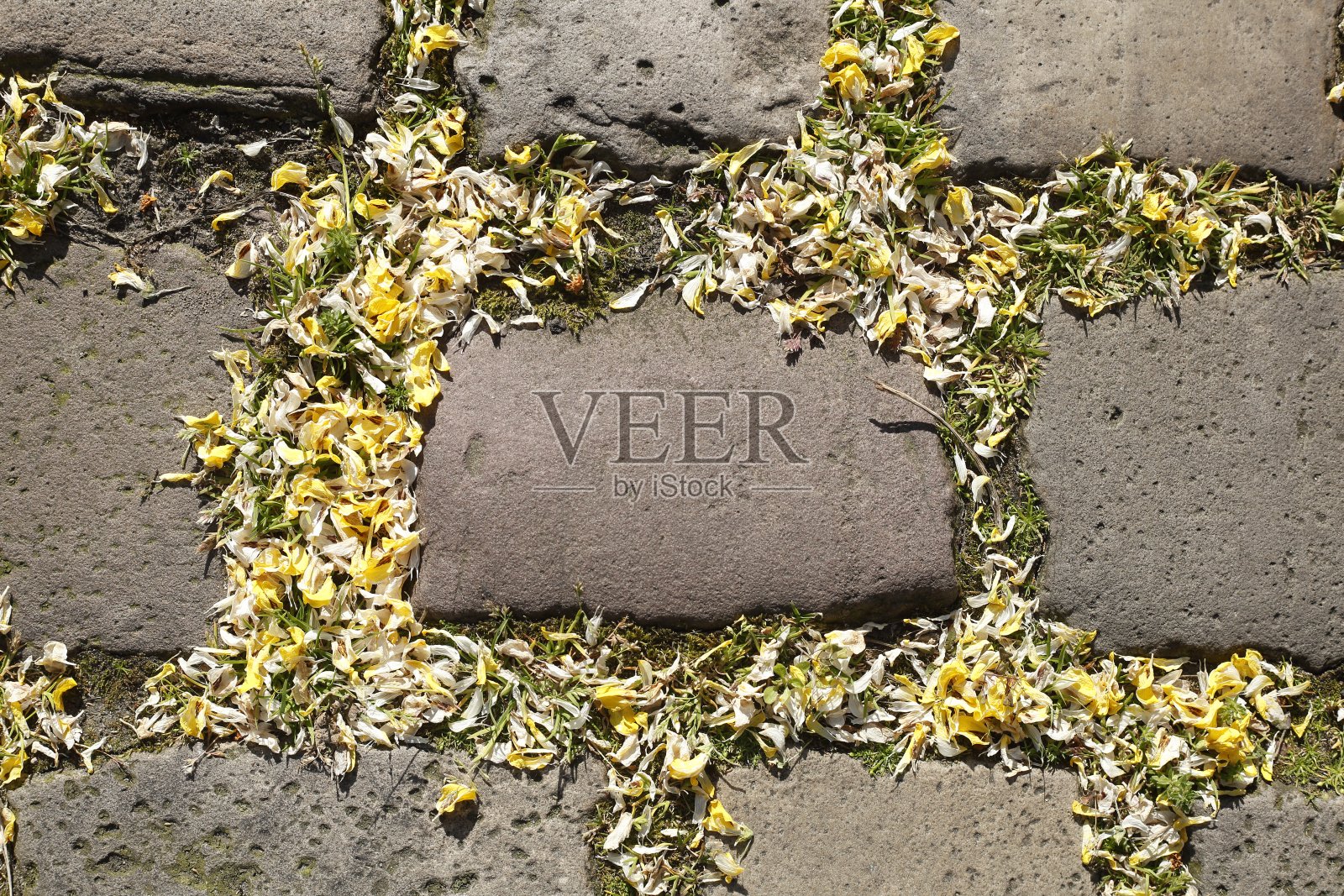 鹅卵石，黄色花瓣的鹅卵石，德国照片摄影图片