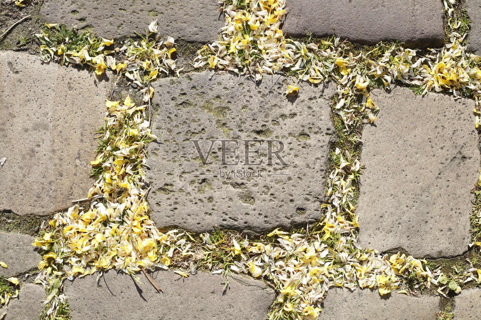 鹅卵石，黄色花瓣的鹅卵石，德国照片摄影图片