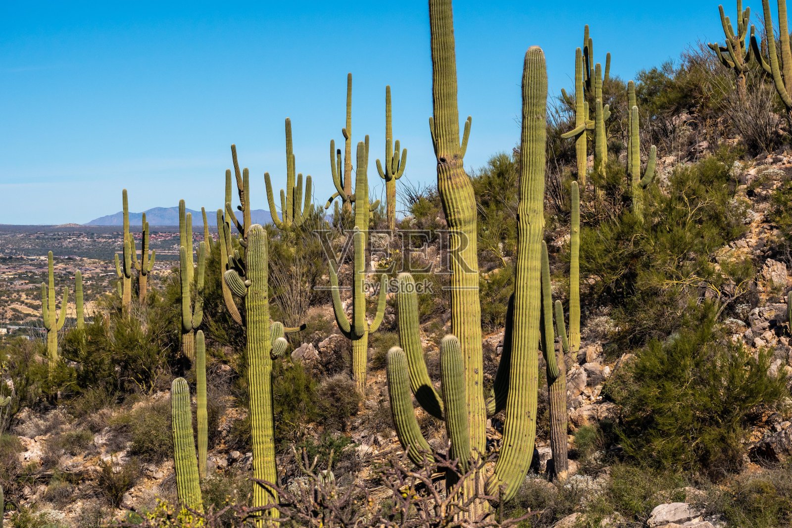 亚利桑那州图森市的一株细长的仙人掌照片摄影图片