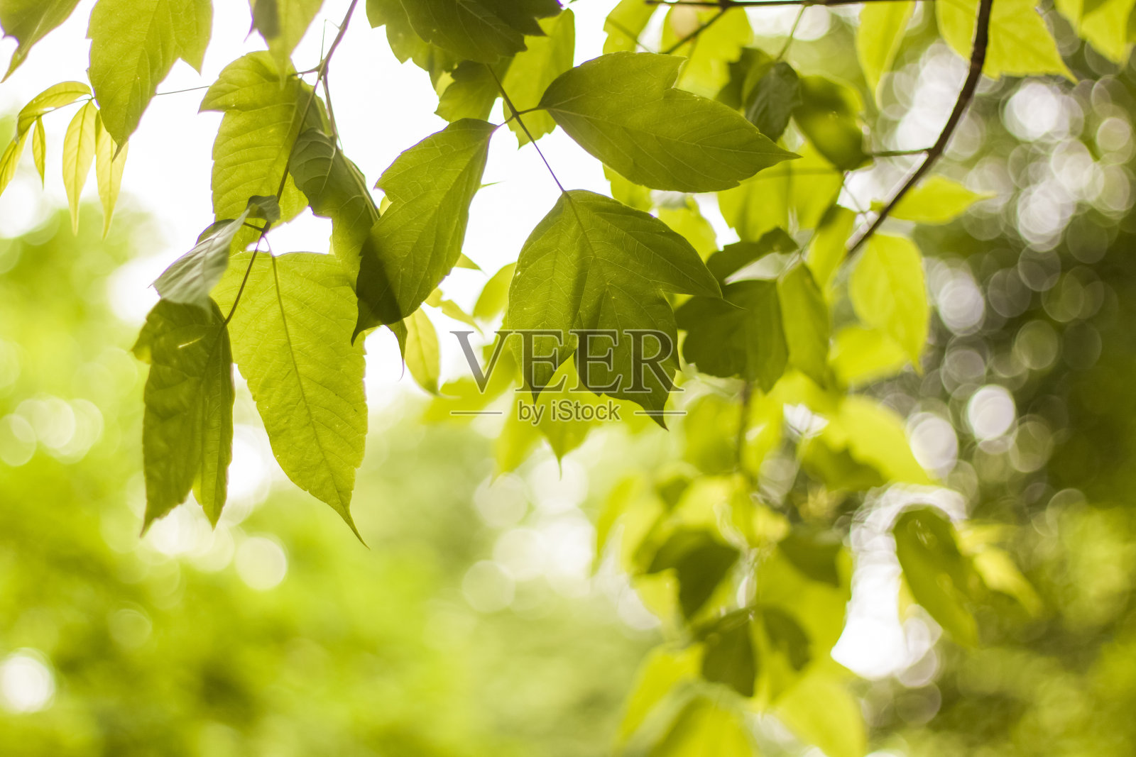 近景在一个花园的一个模糊的绿色背景上的绿叶与空间的副本，使用自然的绿色植物景观，生态，照片摄影图片