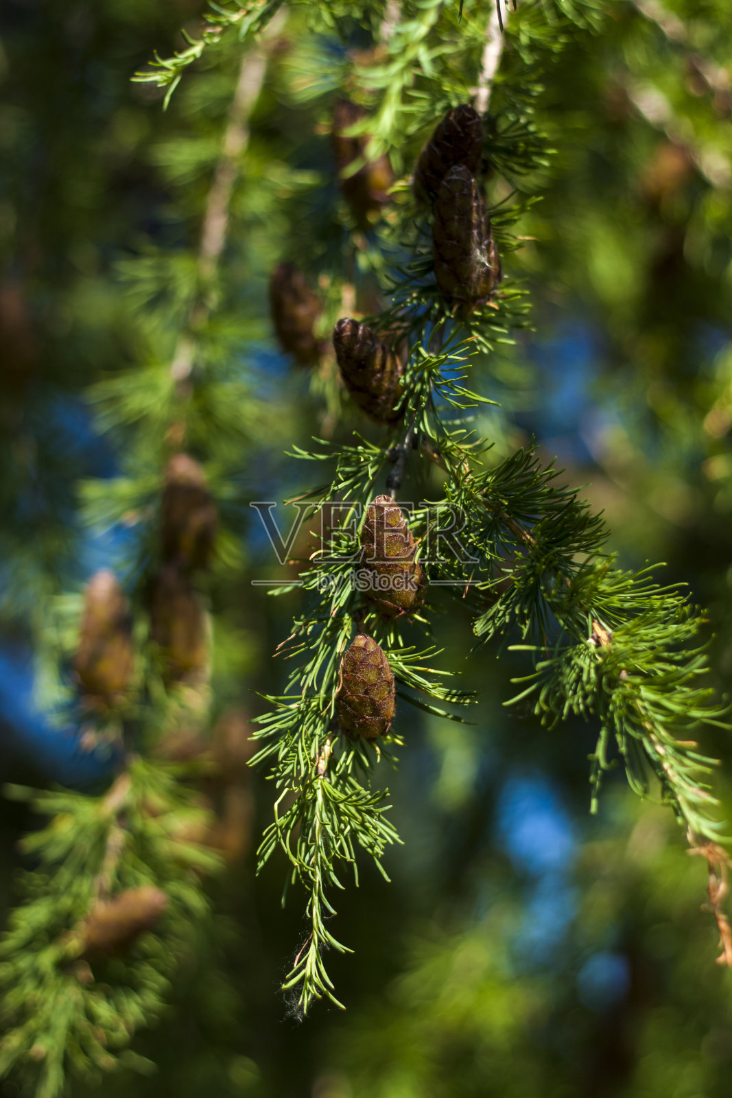云杉的树枝上装饰着幼球果。锥特写。模糊的绿化与空间复制的特写，利用自然景观、生态、照片摄影图片