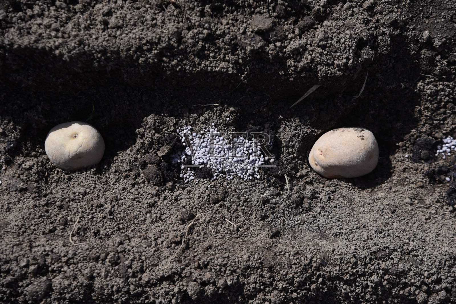 在菜园里种马铃薯。照片摄影图片