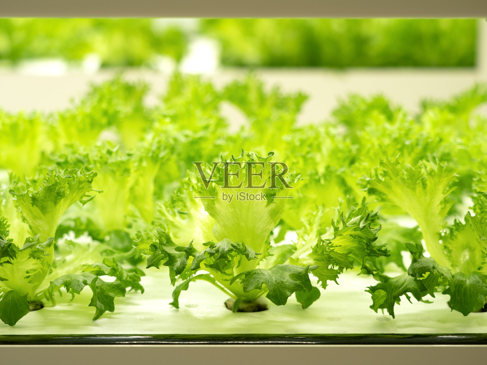 在蔬菜厂里种植卷叶莴苣照片摄影图片