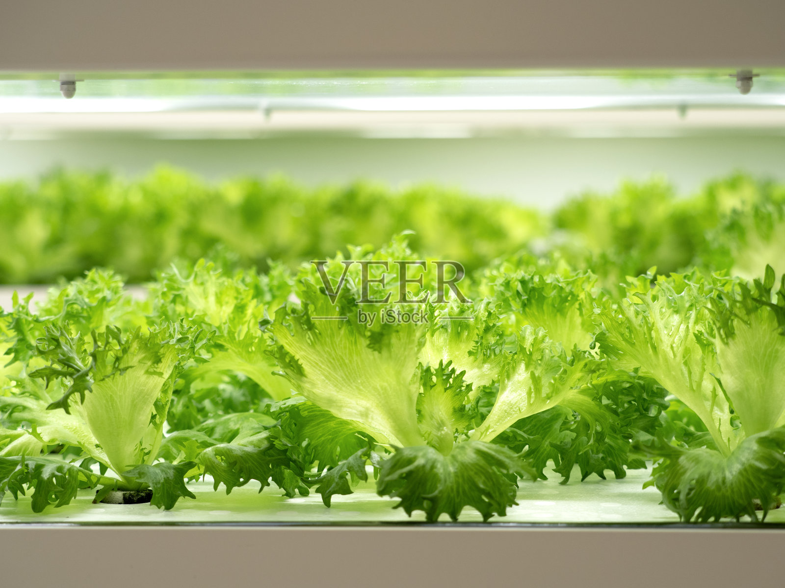 在蔬菜厂里种植卷叶莴苣照片摄影图片