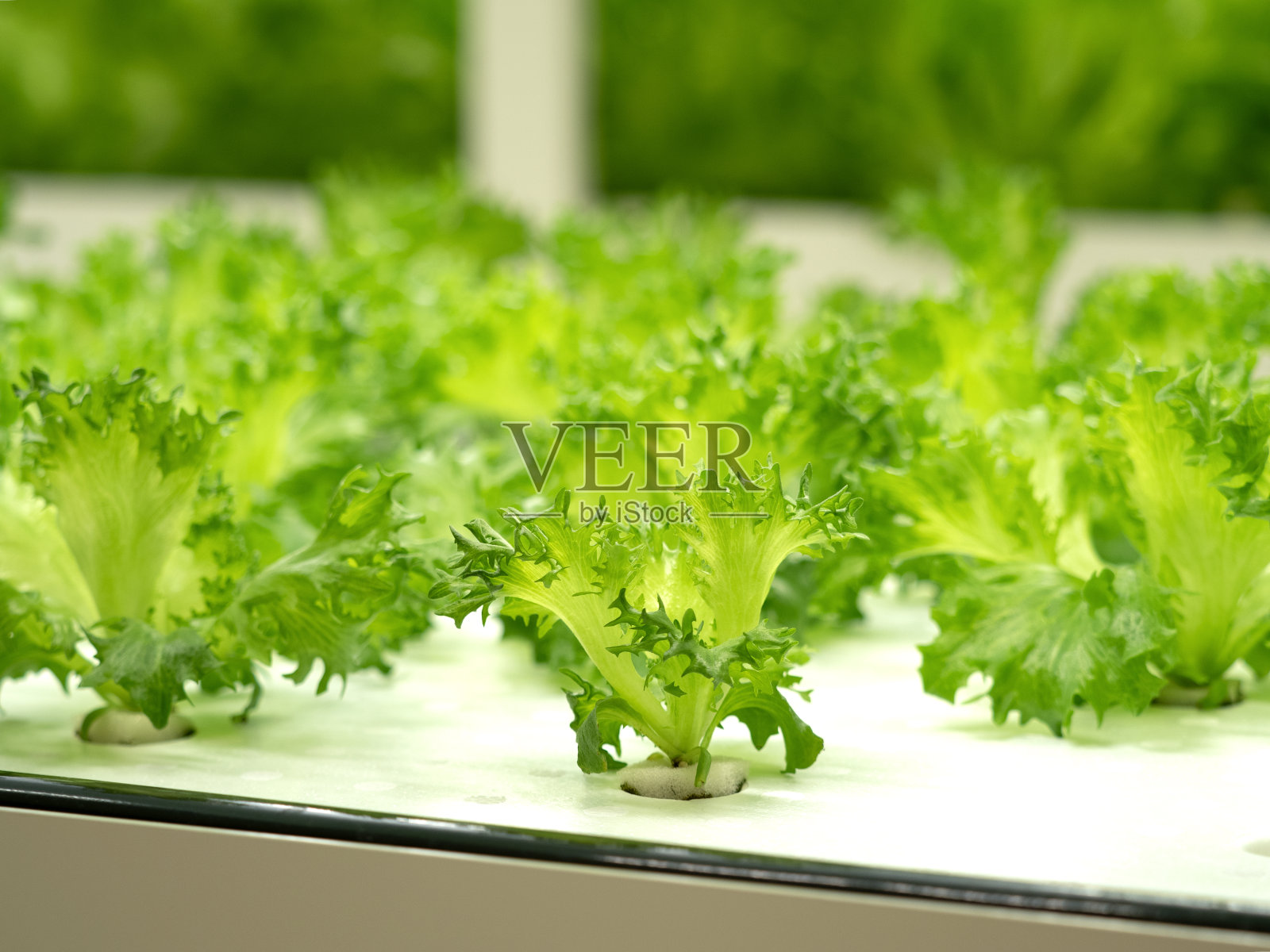 在蔬菜厂里种植卷叶莴苣照片摄影图片