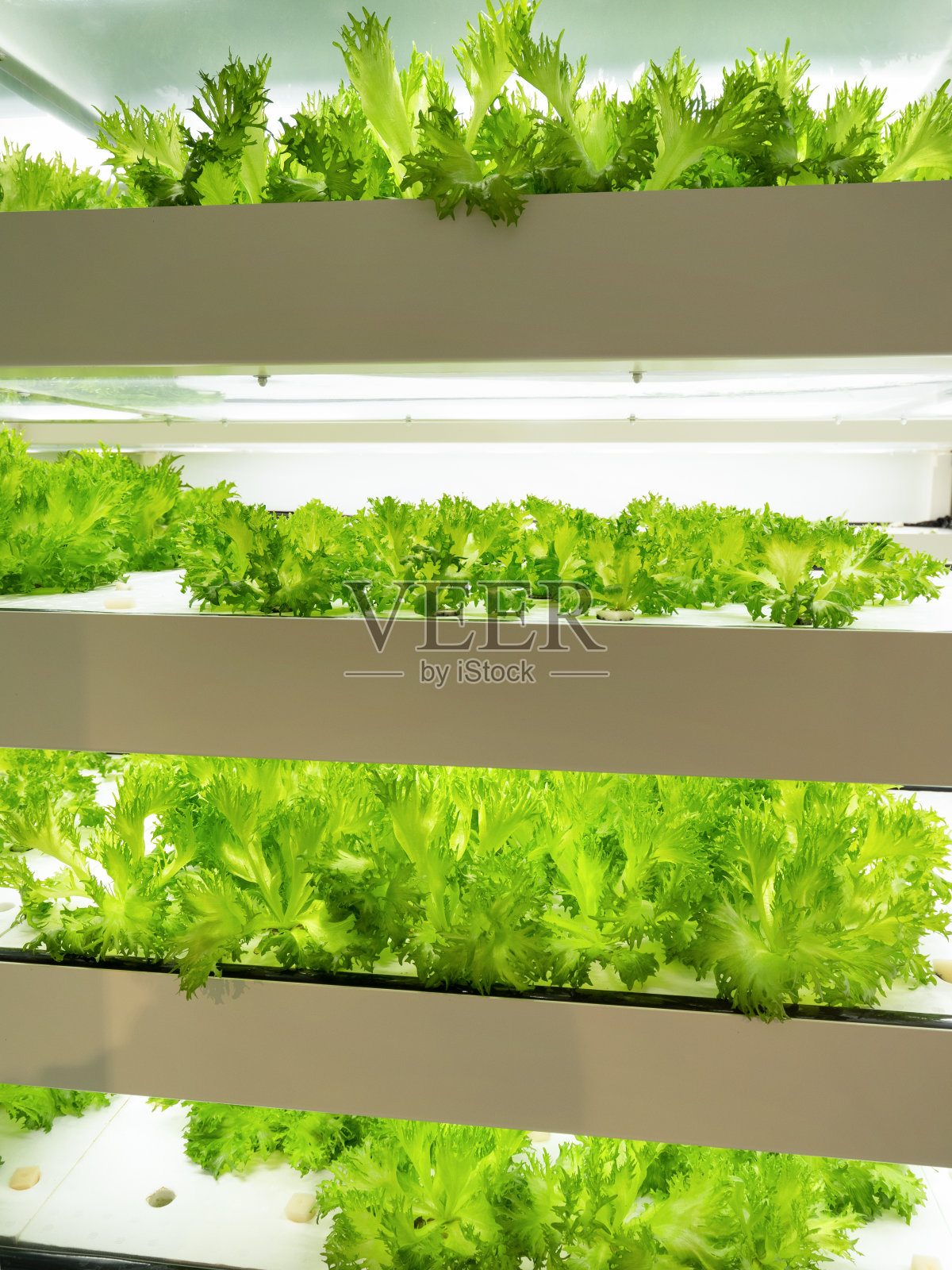 在蔬菜厂里种植卷叶莴苣照片摄影图片